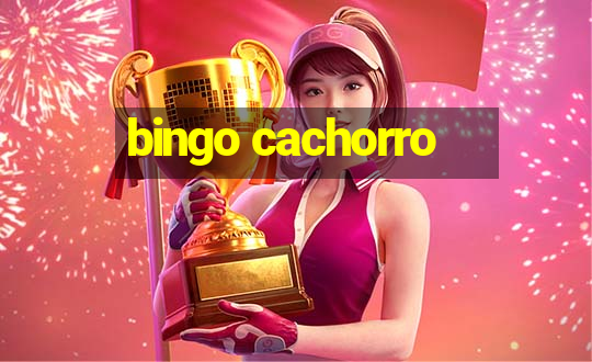 bingo cachorro